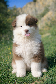 Australian shepherd cucciole