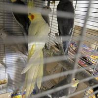 Copia pappagalli calopsite