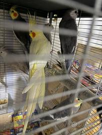 Copia pappagalli calopsite