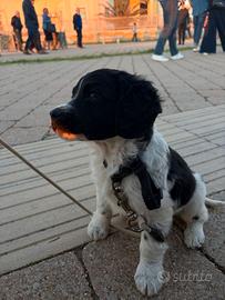 Cucciolo springer