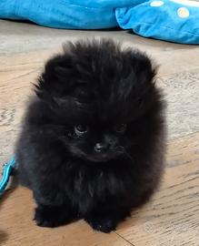 Spitz di Pomerania