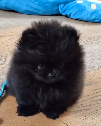 Spitz di Pomerania