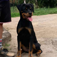 Cucciolona di rottweiler con Pedigree