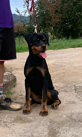 Cucciolona di rottweiler con Pedigree