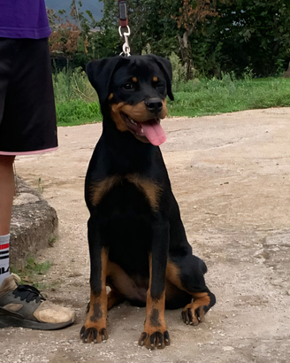 Cucciolona di rottweiler con Pedigree