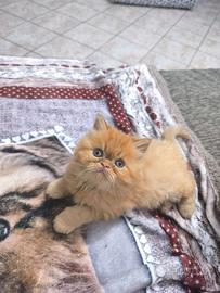 Persiano maschio