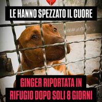 Ginger mix pitbull amstaff in adozione