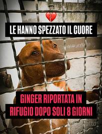 Ginger mix pitbull amstaff in adozione