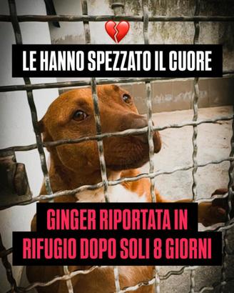 Ginger mix pitbull amstaff in adozione