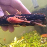 Ancistrus red pinne a velo