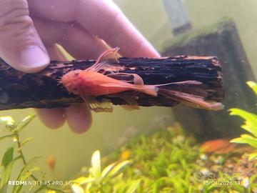 Ancistrus red pinne a velo