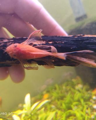 Ancistrus red pinne a velo