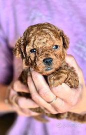 Cuccioli barboncino red enci