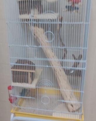 Petauro dello zucchero 2 femmine ancestrali 10 mes