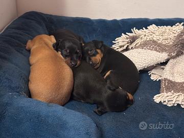 Pinscher