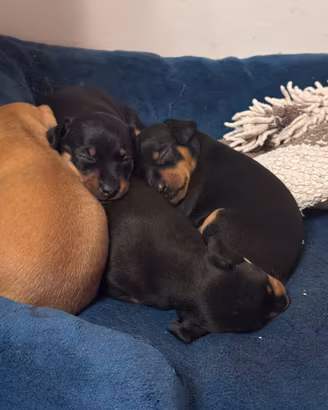 Pinscher