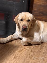 Labrador Retriver maschio con pedigree per Monta