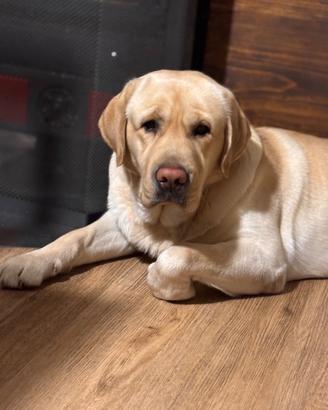 Labrador Retriver maschio con pedigree per Monta