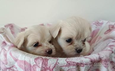 Maltesi pedigree ENCI 