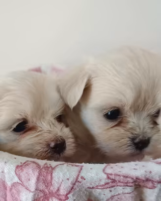 Maltesi pedigree ENCI 