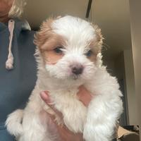 Yorkshire biwer golddust con pedigree