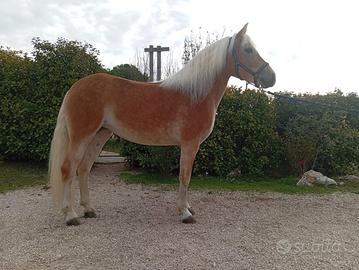 Cavalla Haflinger