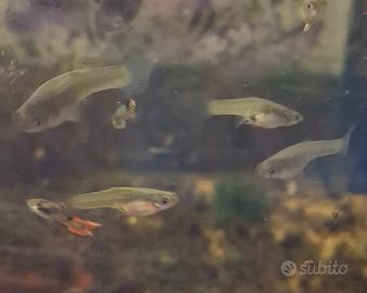 Guppy Endler