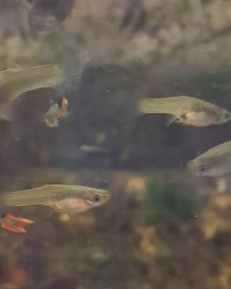 Guppy Endler