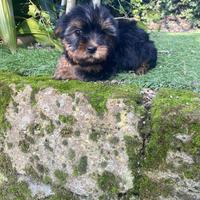 Femmina di Yorkshire