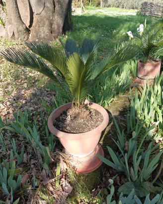 Pianta da giardino - Cicas con vaso