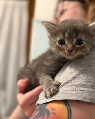 Cucciolini Maine Coon