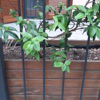 Fioriere vasche con terriccio