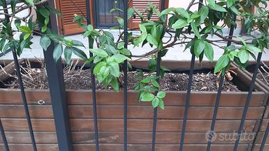 Fioriere vasche con terriccio