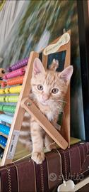 Affettuosi gattini seregnesi