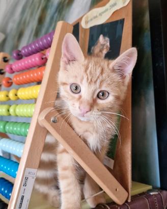 Affettuosi gattini seregnesi