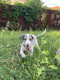 Cagnolina meticcia, pastore maremmano, australiano