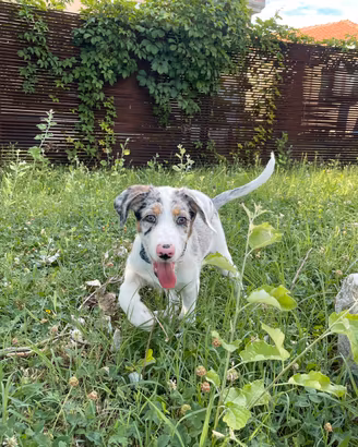 Cagnolina meticcia, pastore maremmano, australiano