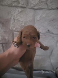 cuccioli barboncino toy 