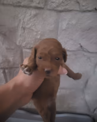 cuccioli barboncino toy 