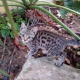 Gattini tipo bengala