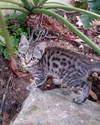 Gattini tipo bengala