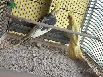 Calopsiti maggiorate