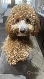 Monta barboncino toy