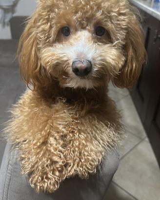 Monta barboncino toy