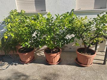 piante limone