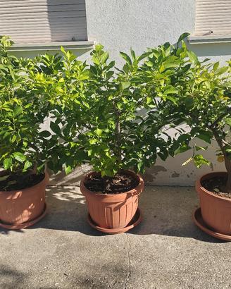 piante limone