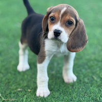 Beagle