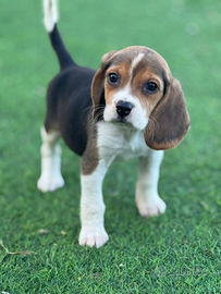 Beagle