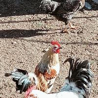 Galline Golden Phoenix