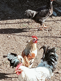 Galline Golden Phoenix